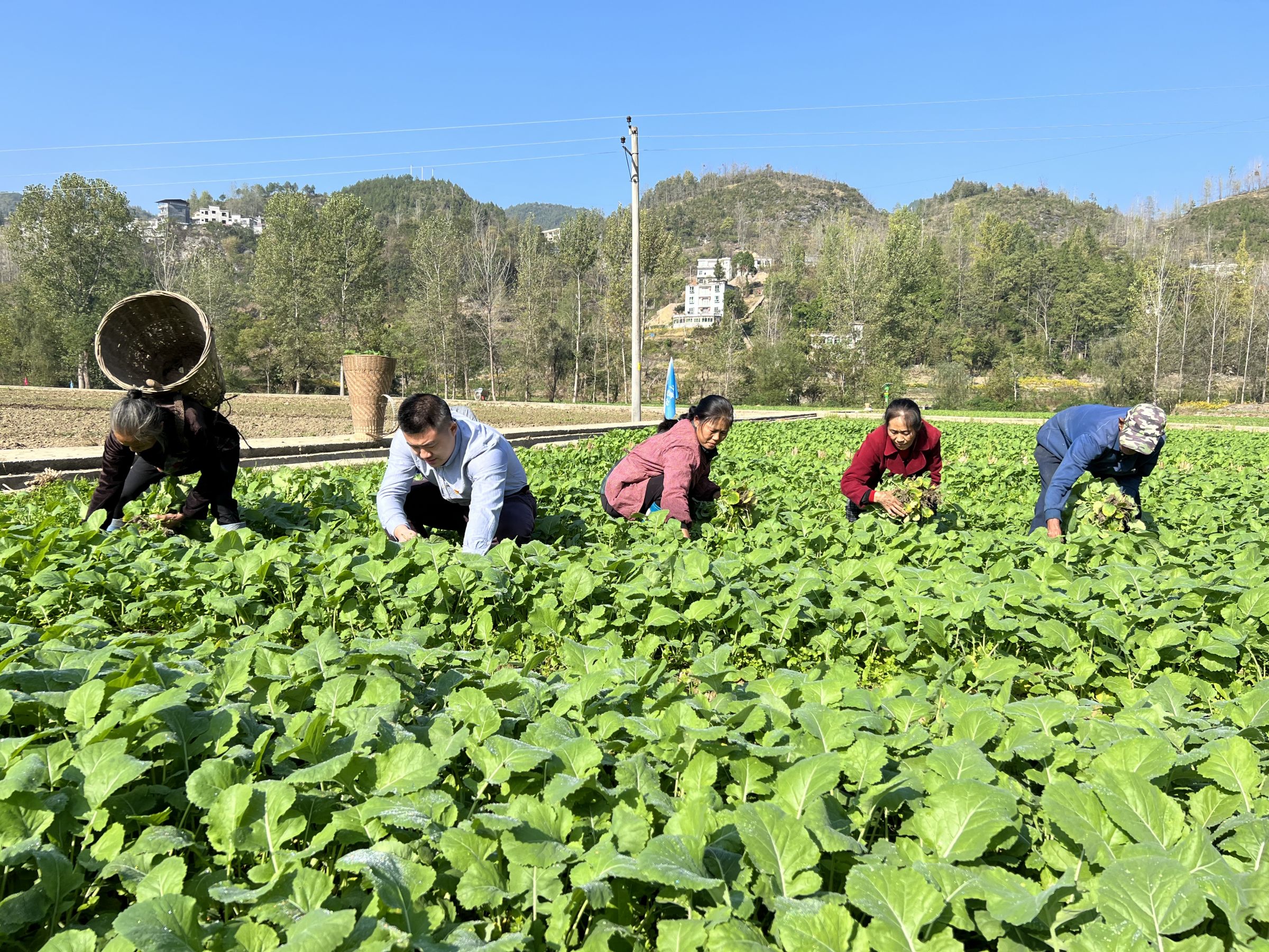 油菜苗移栽现场